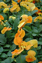 Matrix Orange Pansy (Viola 'PAS491790') at Hunniford Gardens