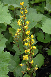 Bottle Rocket Rayflower (Ligularia 'Bottle Rocket') at Hunniford Gardens