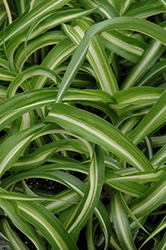 Variegated Spider Plant (Chlorophytum comosum 'Variegatum') at Hunniford Gardens