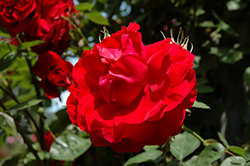 Ramblin' Red Rose (Rosa 'Ramblin' Red') at Hunniford Gardens