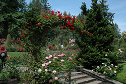 Ramblin' Red Rose (Rosa 'Ramblin' Red') at Hunniford Gardens