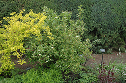 Red Osier Dogwood (Cornus sericea) at Hunniford Gardens