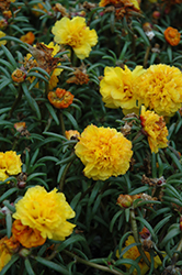 Happy Trails Yellow Portulaca (Portulaca grandiflora 'Happy Trails Yellow') at Hunniford Gardens