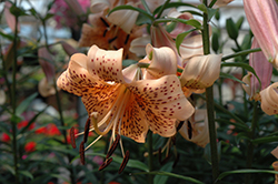 Splendens Tiger Lily (Lilium lancifolium 'Splendens') at Hunniford Gardens