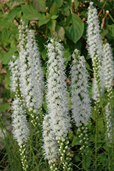 Floristan White Blazing Star (Liatris spicata 'Floristan White') at Hunniford Gardens