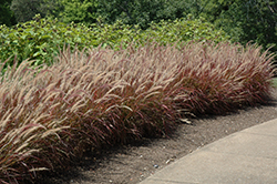 Purple Fountain Grass (Pennisetum setaceum 'Rubrum') at Hunniford Gardens