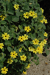 Sunny Lemon Star Black-Eyed Susan (Thunbergia alata 'Sunny Lemon Star') at Hunniford Gardens