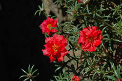 Happy Trails Deep Red Portulaca (Portulaca grandiflora 'Happy Trails Deep Red') at Hunniford Gardens