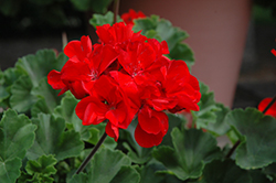 Tango Dark Red Geranium (Pelargonium 'Tango Dark Red') at Hunniford Gardens