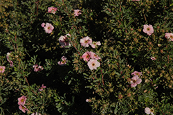 Happy Face Pink Paradise Potentilla (Potentilla fruticosa 'Kupinpa') at Hunniford Gardens