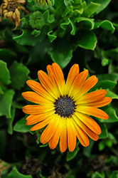 Sunshine Beauty African Daisy (Osteospermum ecklonis 'Sunshine Beauty') at Hunniford Gardens