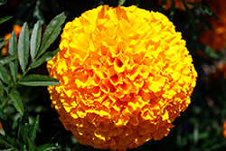 Big Duck Orange Marigold (Tagetes erecta 'Big Duck Orange') at Hunniford Gardens