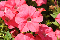 Easy Wave Coral Reef Petunia (Petunia 'Easy Wave Coral Reef') at Hunniford Gardens