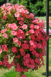 Easy Wave Coral Reef Petunia (Petunia 'Easy Wave Coral Reef') at Hunniford Gardens