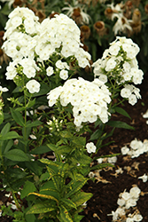 Luminary Backlight Garden Phlox (Phlox paniculata 'Backlight') at Hunniford Gardens
