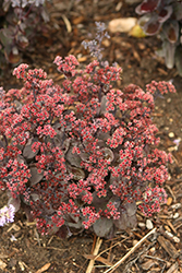 Rock 'N Grow Back in Black Stonecrop (Sedum 'Back In Black') at Hunniford Gardens