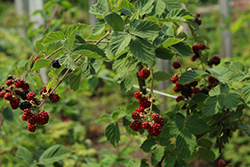 Chester Thornless Blackberry (Rubus 'Chester') at Hunniford Gardens