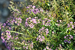 Violet Knight Alyssum (Lobularia maritima 'Violet Knight') at Hunniford Gardens