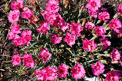 Paint The Town Fancy Pinks (Dianthus 'Paint The Town Fancy') at Hunniford Gardens