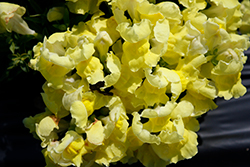 Snapshot Yellow Snapdragon (Antirrhinum majus 'PAS409666') at Hunniford Gardens