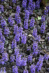 Black Scallop Bugleweed (Ajuga reptans 'Black Scallop') at Hunniford Gardens