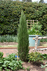 Blue Arrow Juniper (Juniperus scopulorum 'Blue Arrow') at Hunniford Gardens