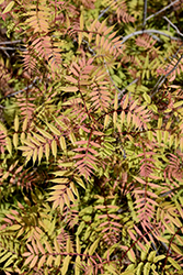 Sem False Spirea (Sorbaria sorbifolia 'Sem') at Hunniford Gardens