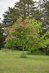 Fort McNair Red Horse Chestnut (Aesculus x carnea 'Fort McNair') at Hunniford Gardens