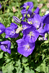 Pearl Deep Blue Bellflower (Campanula carpatica 'Pearl Deep Blue') at Hunniford Gardens