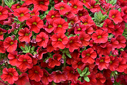 Superbells Red Calibrachoa (Calibrachoa 'INCALIMRED') at Hunniford Gardens