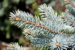 Crystal Blue Spruce (Picea pungens 'Crystal Blue') at Hunniford Gardens