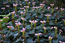 Hot Lips Turtlehead (Chelone lyonii 'Hot Lips') at Hunniford Gardens