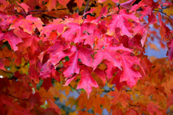 Fall Fiesta Sugar Maple (Acer saccharum 'Bailsta') at Hunniford Gardens