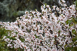 Nanking Cherry (Prunus tomentosa) at Hunniford Gardens