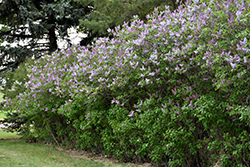 Katherine Havemeyer Lilac (Syringa vulgaris 'Katherine Havemeyer') at Hunniford Gardens