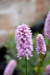 Pink Snakeweed (Persicaria bistorta 'Superba') at Hunniford Gardens