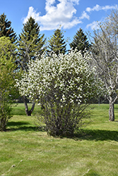 Smokey Saskatoon (Amelanchier alnifolia 'Smokey') at Hunniford Gardens