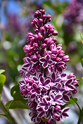 Sensation Lilac (Syringa vulgaris 'Sensation') at Hunniford Gardens