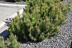 Dwarf Mugo Pine (Pinus mugo var. pumilio) at Hunniford Gardens