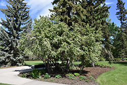 Thiessen Saskatoon (Amelanchier alnifolia 'Thiessen') at Hunniford Gardens