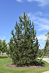 Mountain Pine (Pinus uncinata) at Hunniford Gardens