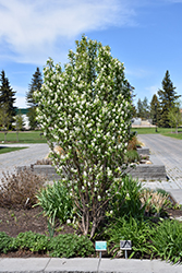 Standing Ovation Saskatoon Berry (Amelanchier alnifolia 'Obelisk') at Hunniford Gardens