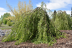 Young's Weeping Birch (Betula pendula 'Youngii') at Hunniford Gardens