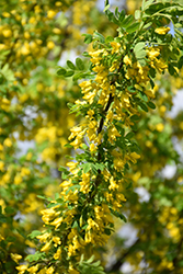 Peashrub (Caragana arborescens) at Hunniford Gardens