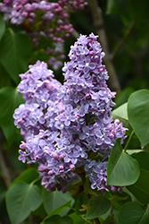 President Grevy Lilac (Syringa vulgaris 'President Grevy') at Hunniford Gardens