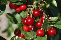 Carmine Jewel Cherry (tree form) (Prunus 'Carmine Jewel (tree form)') at Hunniford Gardens