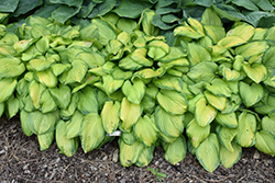 Stained Glass Hosta (Hosta 'Stained Glass') at Hunniford Gardens
