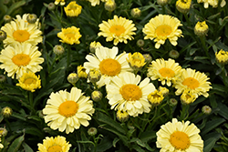 Realflor Real Sunbeam Shasta Daisy (Leucanthemum x superbum 'Real Sunbeam') at Hunniford Gardens