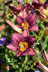 Purple de Oro Daylily (Hemerocallis 'Purple de Oro') at Hunniford Gardens