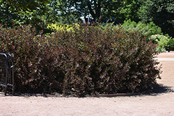 Summer Wine Black Ninebark (Physocarpus opulifolius 'SMNPMS') at Hunniford Gardens